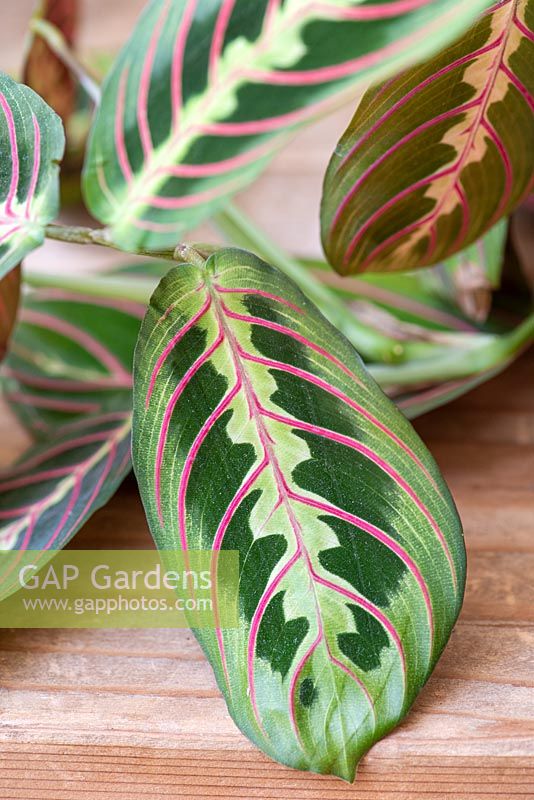 Calathea 'Herringbone' boasts vivid green and yellow markings on its leaves and cleans the air of pollutants whilst adding a fresh, botanical element.
