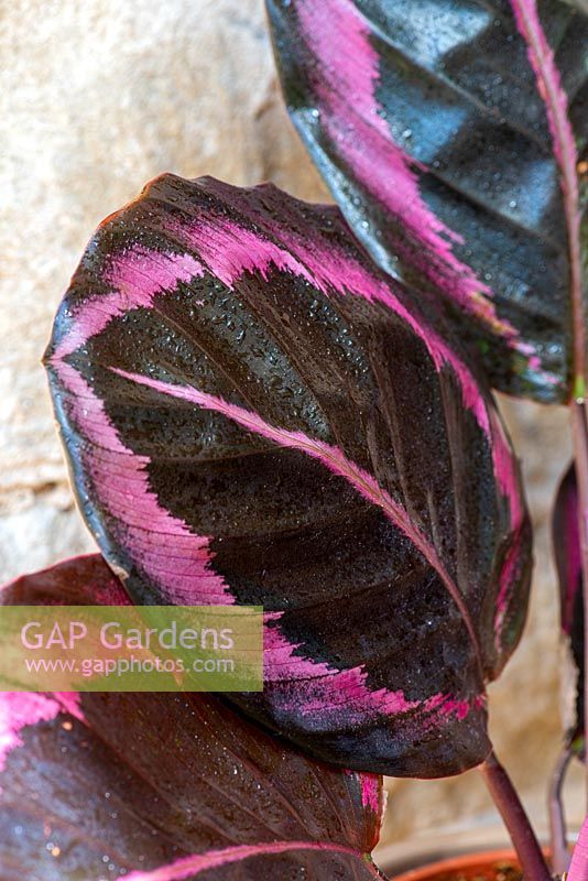 Calathea roseopicta 'Dottie' bears rich purple leaves with a pink stripe down the middle and around the edges.