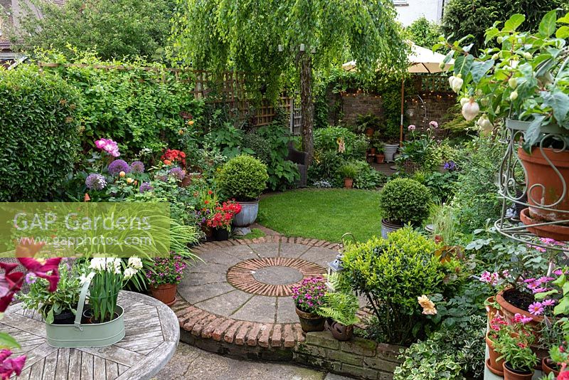 An 11m x 4m town plot has interlinked circles of paving and grass, leading to a rear deck shaded by a birch tree, Betula pendula. Pots of small-leaved holly balls,  Ilex crenata 'Kinme', add a formal touch beside winding beds of allium, peonies and roses, along with pots of perennials and annuals.