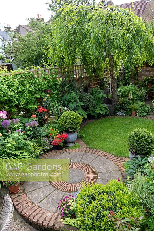 An 11m x 4m town plot has interlinked circles of paving and grass, leading to a rear deck shaded by a birch tree, Betula pendula. Pots of small-leaved holly balls add a formal touch beside winding beds of allium, peonies and roses.
