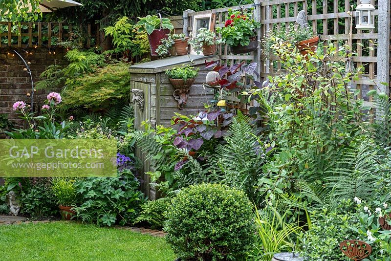 A small wooden shed is tucked away amidst ferns, tiarellas, hardy geraniums, a maple and redbud 'Forest Pansy'.
