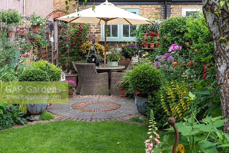 In small town garden, view back to patio by house clad in  Clematis 'Madame Julia Correvon', and shelving with  pots of nemesias or surfinias. RH bed planted with peonies, roses, alliums and yellow loosestrife.  In pots, small-leaved hollies,  Ilex crenata 'Kinme'. Fuchsias in pots on left fence panel.