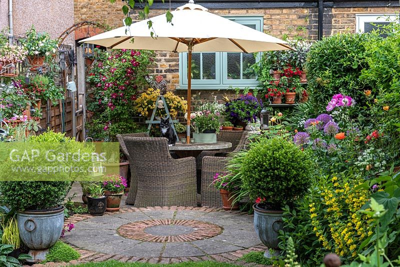 In small town garden, view back to patio by house clad in  Clematis 'Madame Julia Correvon', and shelving with pots of nemesias or surfinias. RH bed planted with peonies, roses, alliums and yellow loosestrife.  In pots, small-leaved hollies, Ilex crenata 'Kinme'. Fuchsias in pots on left fence panel.