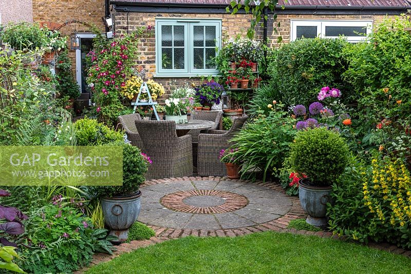 In small town garden, view back to patio by house clad in Clematis 'Madame Julia Correvon', and shelving with pots of nemesias or surfinias. RH bed planted with peonies, roses, alliums and yellow loosestrife.  In pots, small-leaved hollies,  Ilex crenata 'Kinme'.