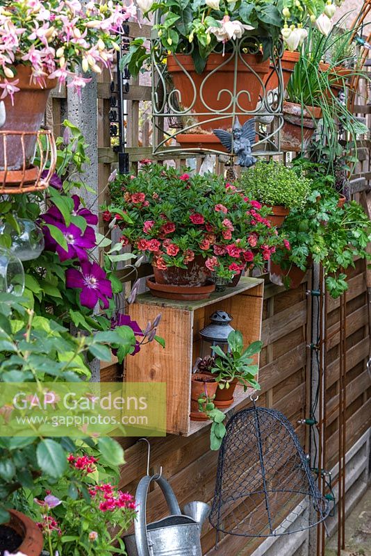 Terracotta pots planted with Calibrachoa 'Can Can Double Apricot'. Beyond pots of herbs are suspended from the wooden trellis.