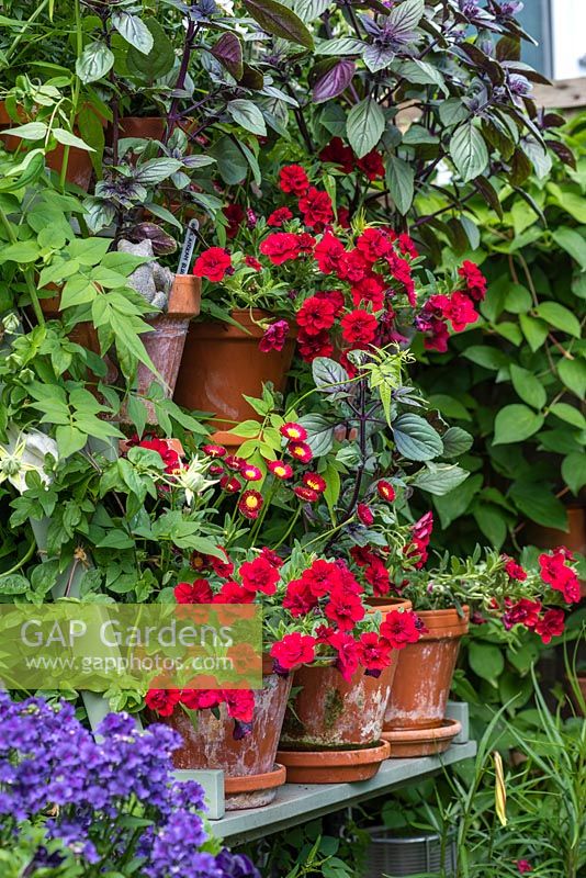 Terracotta pots of Calibrachoa 'Can Can Double Red'.
