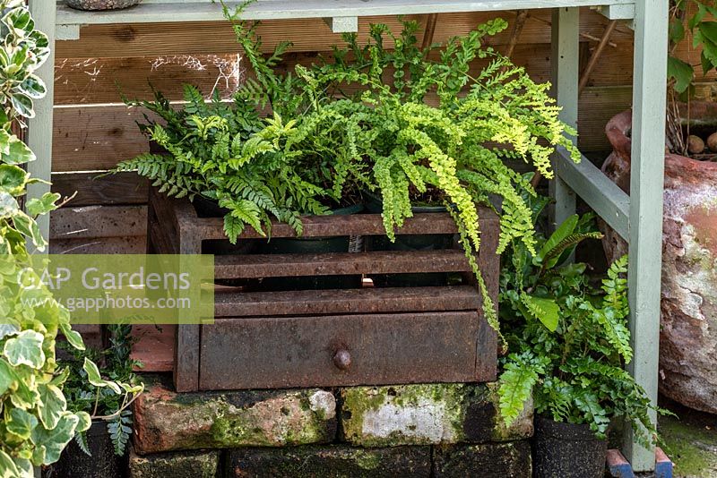 In a shady corner in an old fire grate, Athyrium filix-femina 'Frizelliae', the tatting fern, is planted on the right.