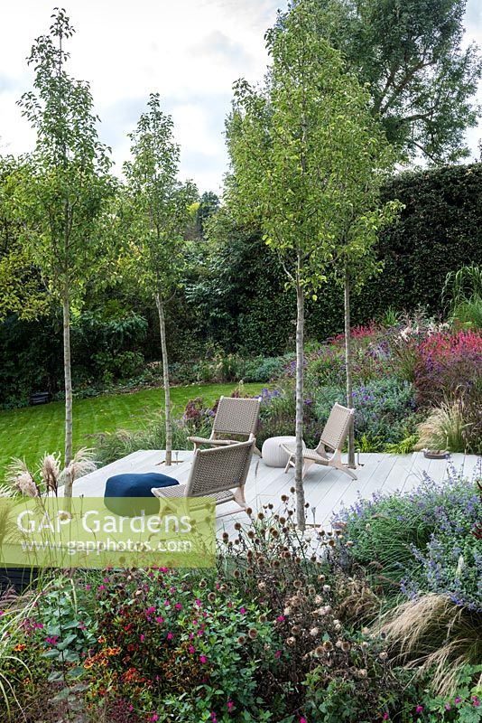 Four 'Chanticleer' ornamental pear trees are planted in the lowest seating terrace which is edged in autumn borders of of herbaceous flowering plants and ornamental grasses.