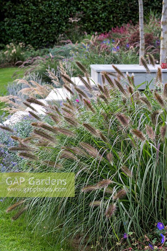 A clump of Pennisetum alopecuroides 'Cassian's Choice', Chinese fountain grass, flanks the steps to the lowest seating deck.