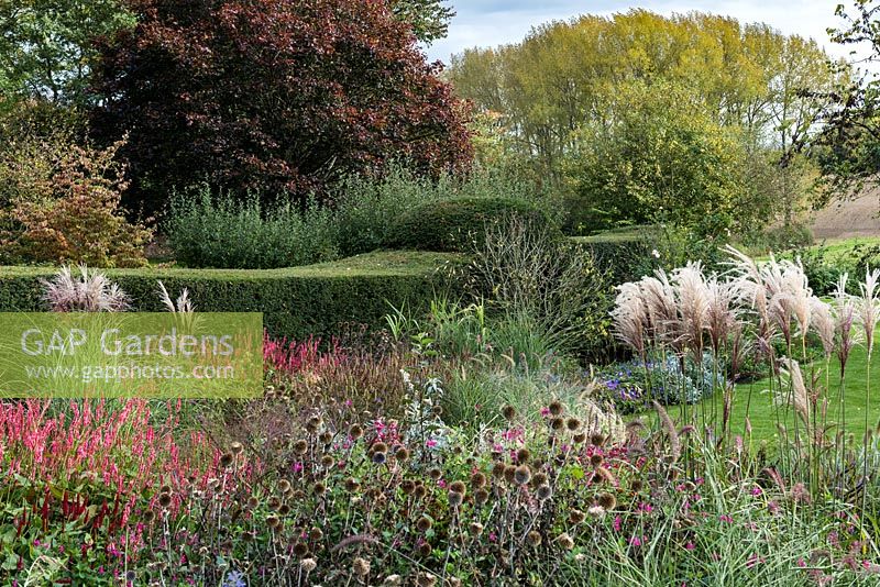 View over autumn borders of miscanthus, dried globe thistle, red persicaria and salvias to old yew hedge and mature trees beyond.