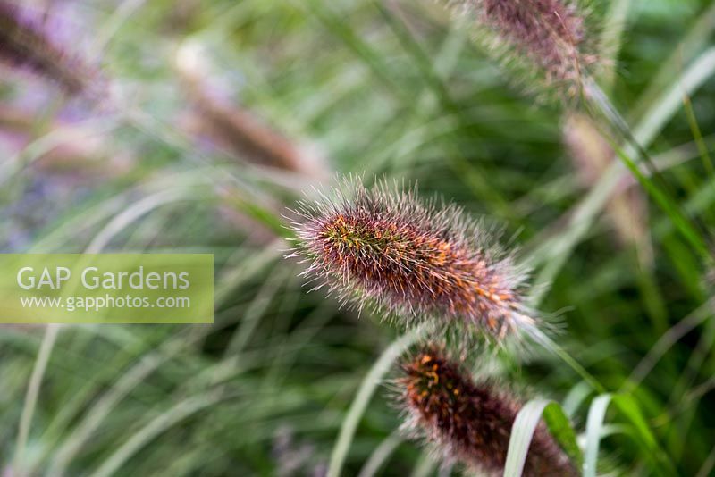 Pennisetum alopecuroides 'Cassian's Choice' - Chinese fountain grass 