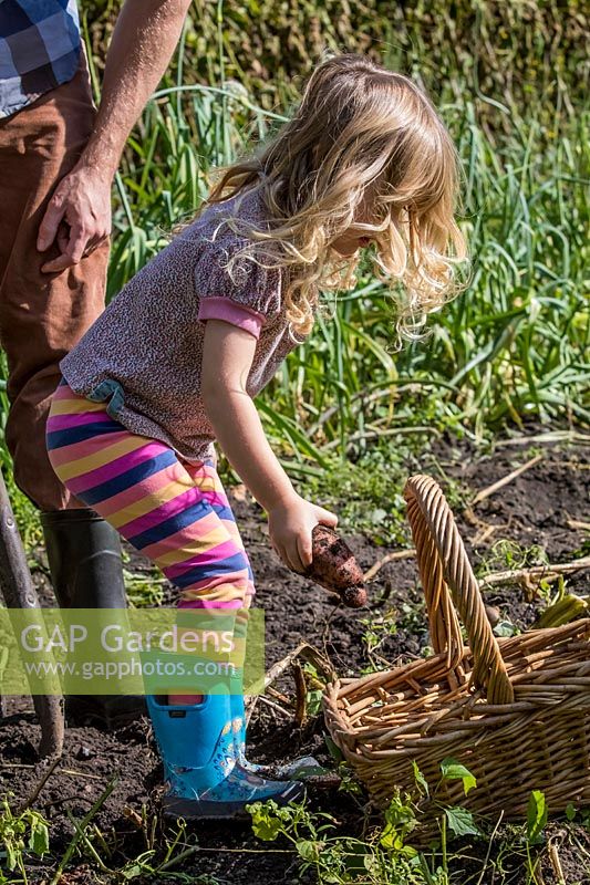 Little girl helping dig potatoes in garden. 
