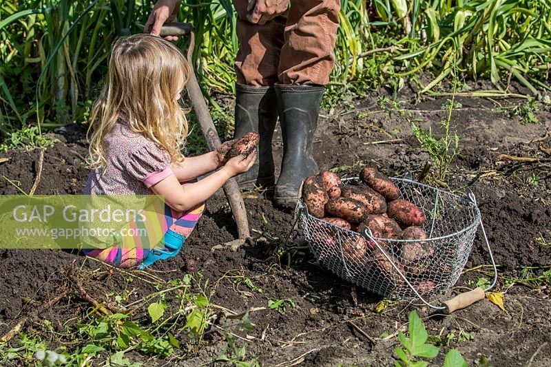 Little girl helping dig Potatoes