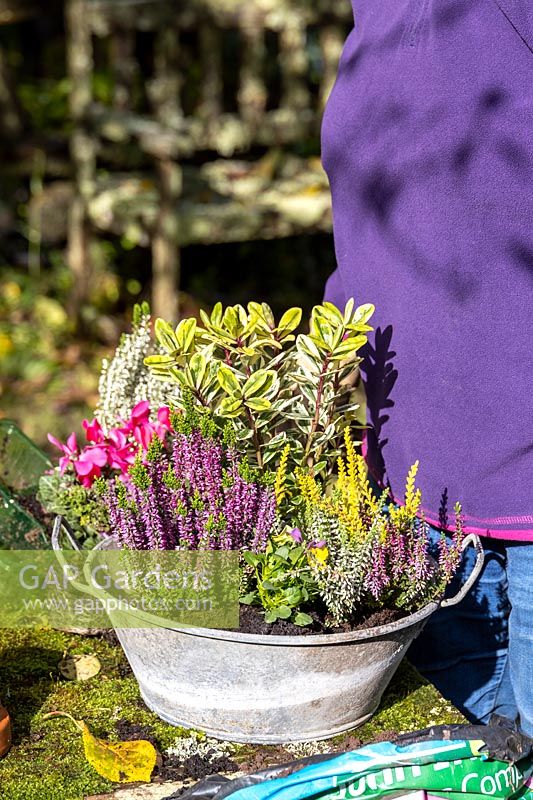 Person planting a small, vintage galvanised container with autumn-interest plants.