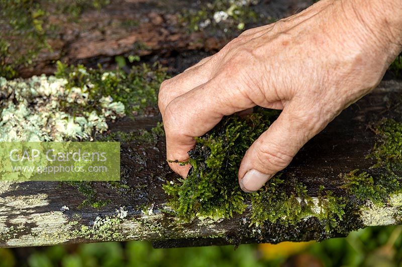 Collecting moss to use as top dressing for planted metal container