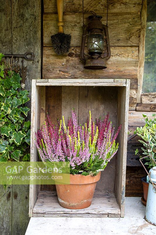 Mixed colours bud-flowering heather - Calluna vulgaris in rustic display with Autumn plants. Calacephalus, Brassica,
