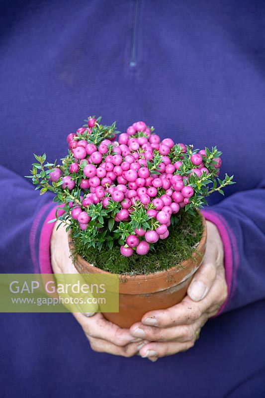 Person holding terracotta pot planted with Pink berried Pernettya 
