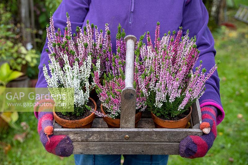 Person holding terracotta pots planted with Calluna vulgaris - Heather in wooden trug	