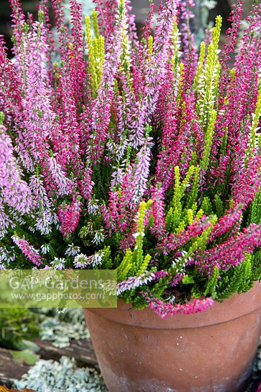 Mixed colours bud-flowering heather - Calluna vulgaris in terracotta pot on lichen covered bench with seasonal plants