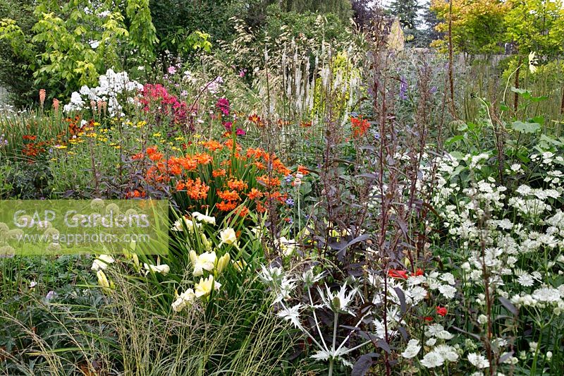 Perennial summer border for NGS open gardens