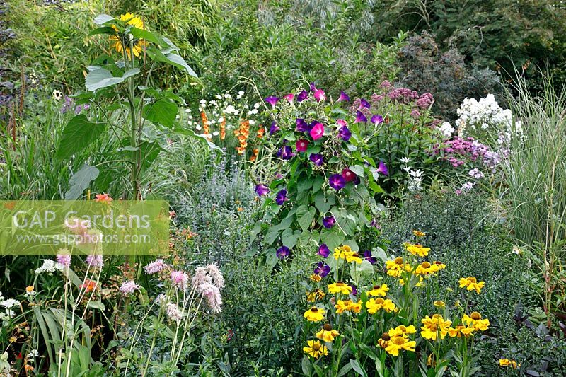Summer border with ipomoea contrasting with sanguisorba, helenium, gladioli and helianthus  