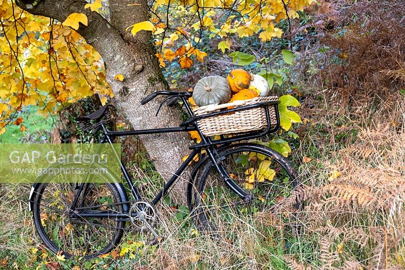 Old trade bike with basket full of Winter squash. Autumn setting