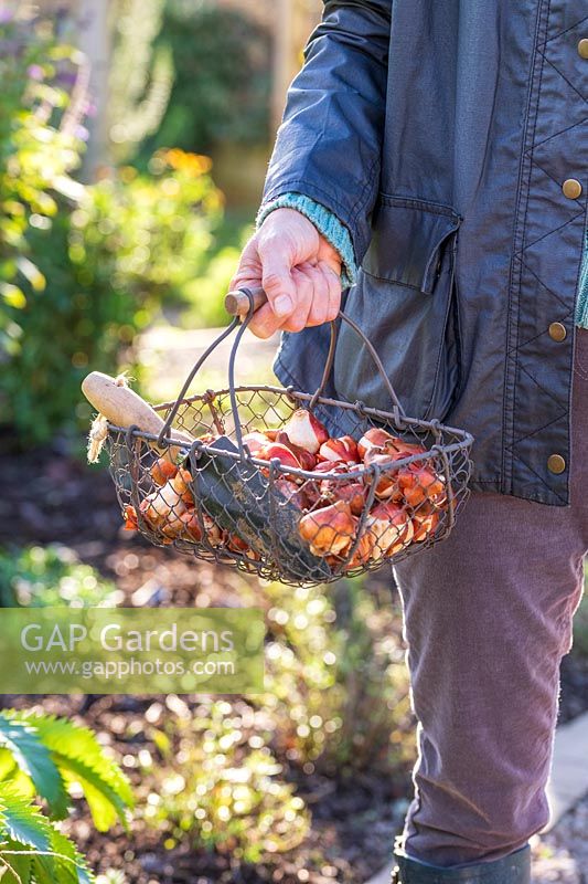 Woman holding a wire basket with Tulip bulbs in Autumn. 