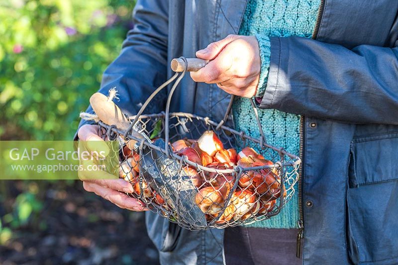 Woman holding a wire basket with Tulip bulbs in Autumn