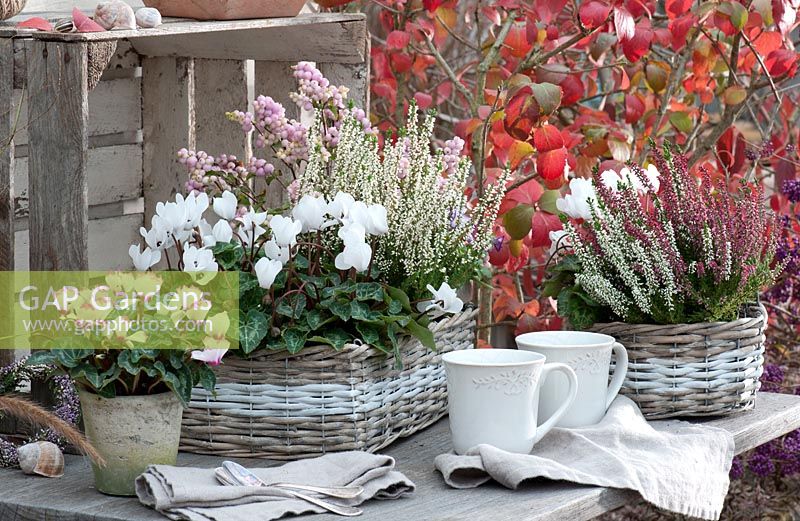 Autumn arrangement with Cyclamen, Calluna, and snowberries. 