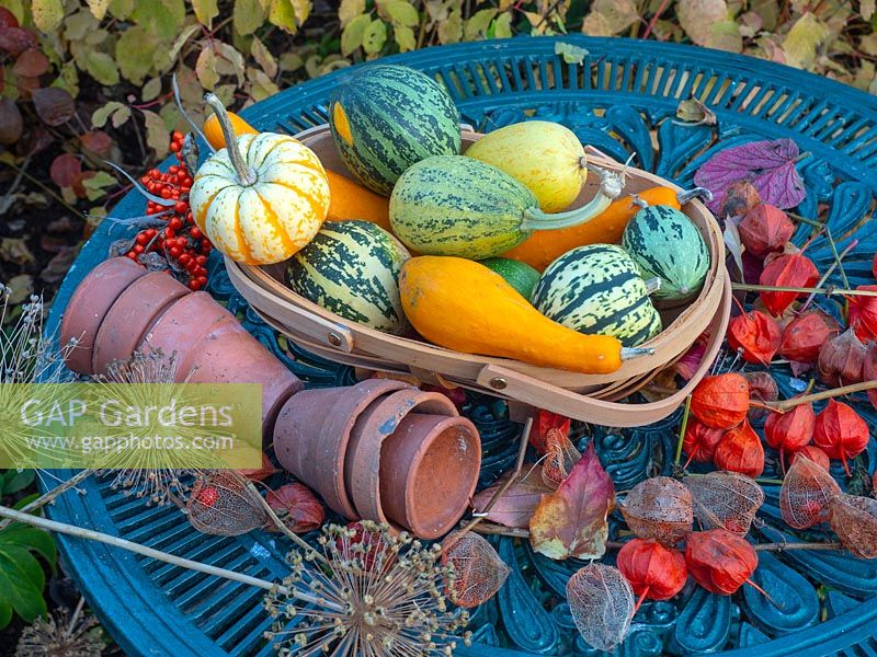 Green metal garden table with trug of squashes, allium seed heads, and Physalis alkekengi chinese lanterns