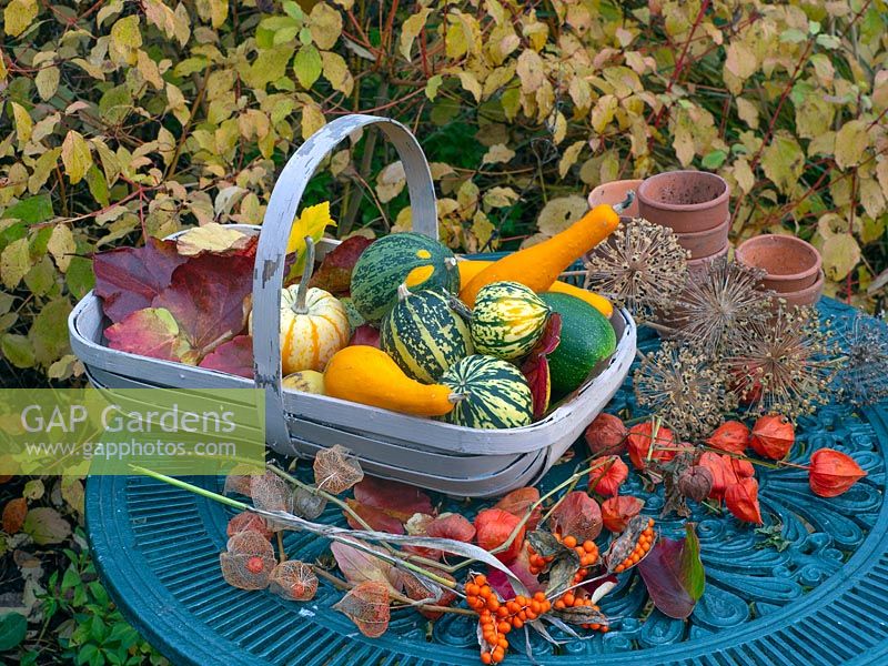 Green metal garden table with trug of squashes,allium seed heads, and Physalis alkekengi chinese lanterns