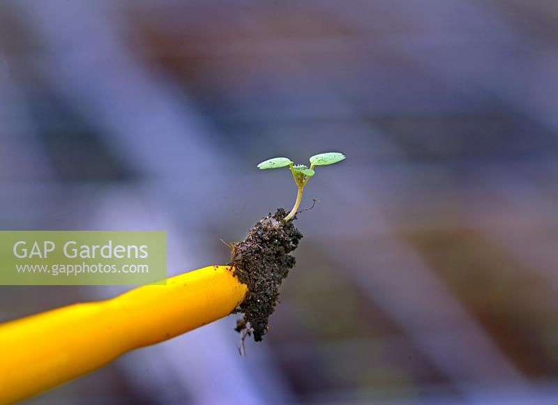 Growing Coriandrum sativum - Coriander -  pricking out a seedling