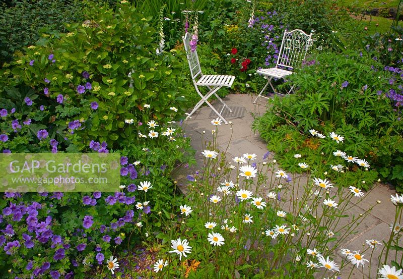 White metal chairs on paving surrounded by borders planted with Leucanthemum vulgare - Oxeye Daisy - and Geranium pratense - Meadow Cranesbill