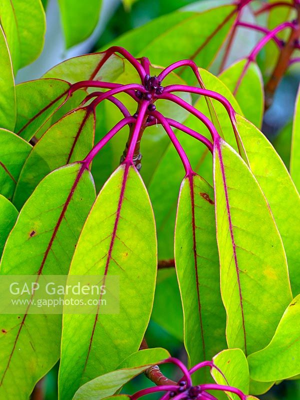Daphniphyllum himalayense subsp macropodium leaves hanging from pink purple stems