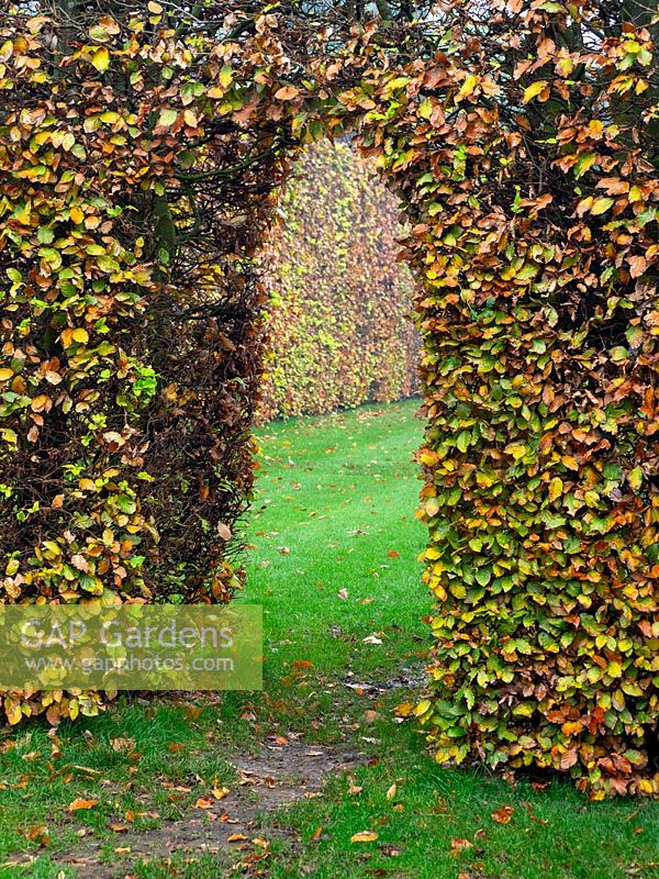 Carpinus - Hornbeam - hedge with arch, view through to lawn