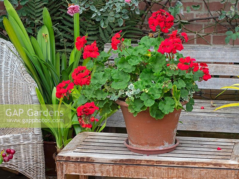 Greenhouse with flowering Red Pelargonium in a pot 