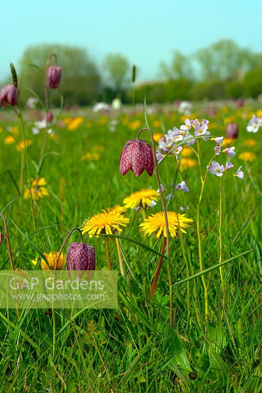 Fritillaria meleagris - Wild Snakes Head Fritillary - with dandelion and other wildflowers in grass