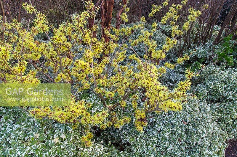 Hamamelis - Witch hazel in flower underplanted with Hebe 'Lady Ann'