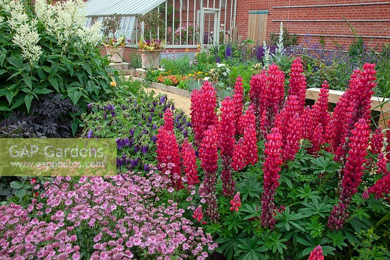 Lupinus' Red Rum' and Astrantia flowering in border with Old Vicarage gardens at East Ruston, Norfolk, UK. 