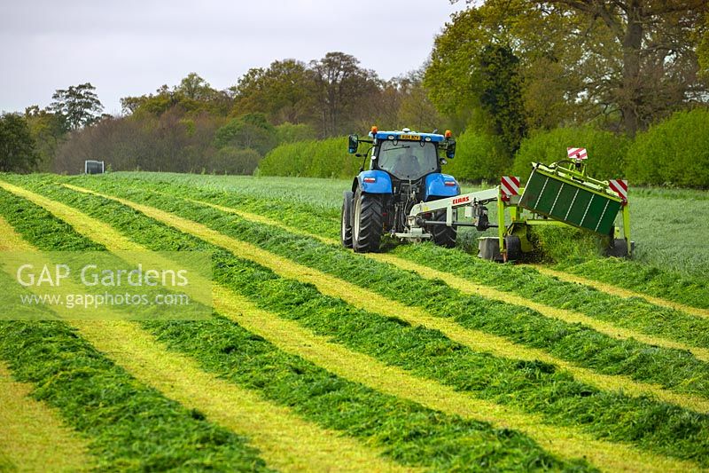 Cutting grass for silage with cutter pulled by tractor.
