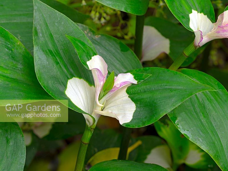 Tradescantia fluminensis 'Maiden's Blush' - Spider Lily 'Maiden's Blush'