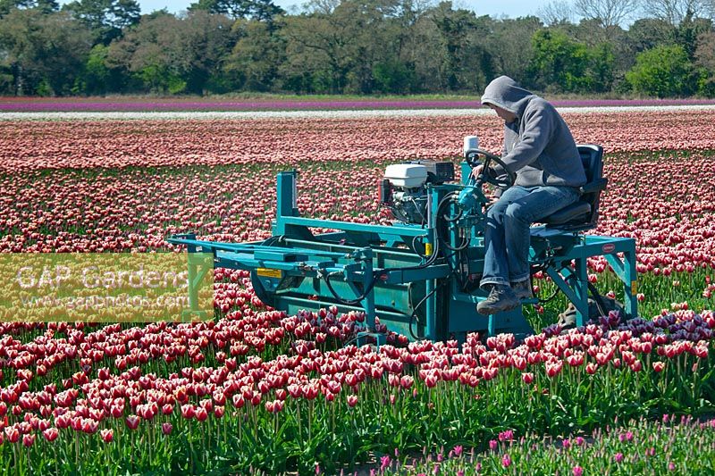 Worker on sit-on machine deadheading rows of Tulipa - Tulip - growing in field, for bulb production