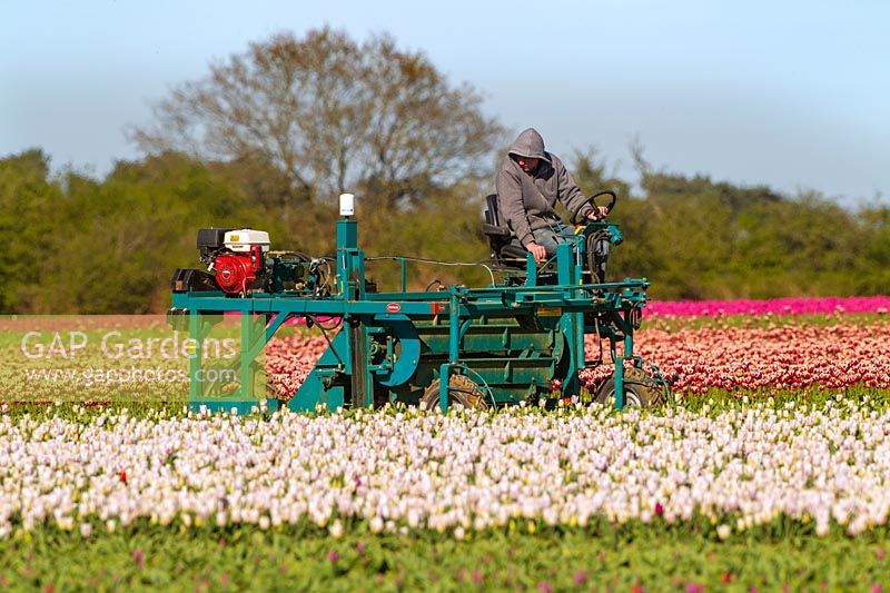 Deadheading rows of Tulips for bulb production in West Norfolk, UK. 