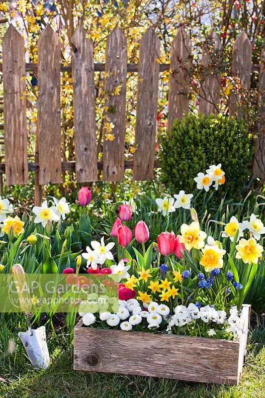 Crate filled with bellis, tulips, daffodils, pansies and muscari.
