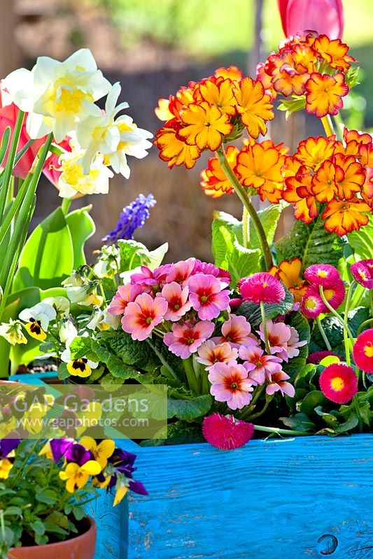 Arrangement with containers and spring flowers including tulips, primroses, daffodils, pansies and Bellis daisy.
