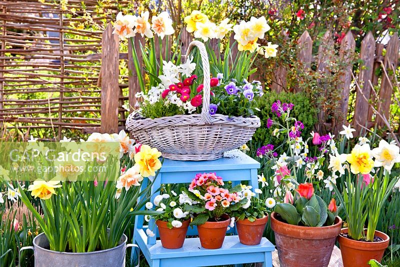 Spring flowers displayed in pots on ladder: daffodils, pansies, primroses and bellis.