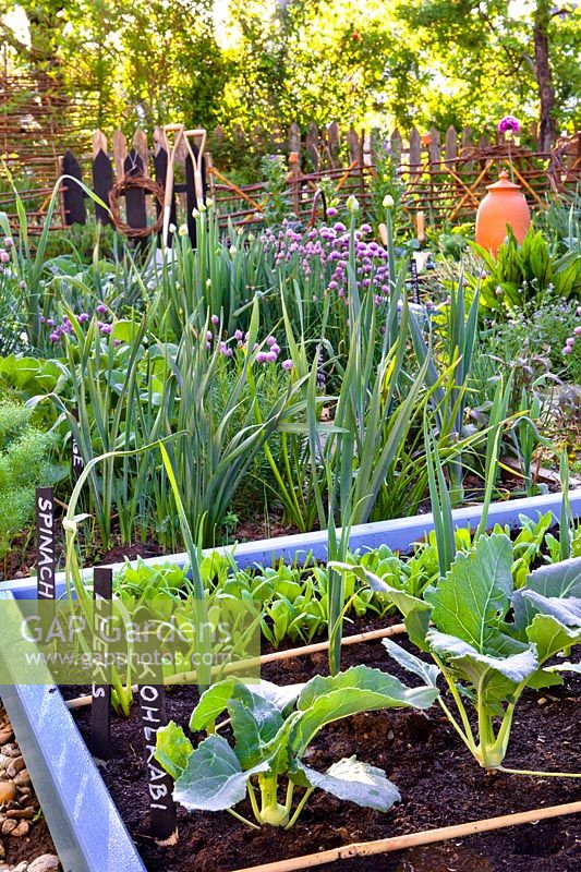 Vegetable garden with kohlrabi, leek and spinach.