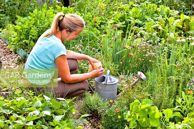 Woman putting home made comfrey liquid feed into a watering can.