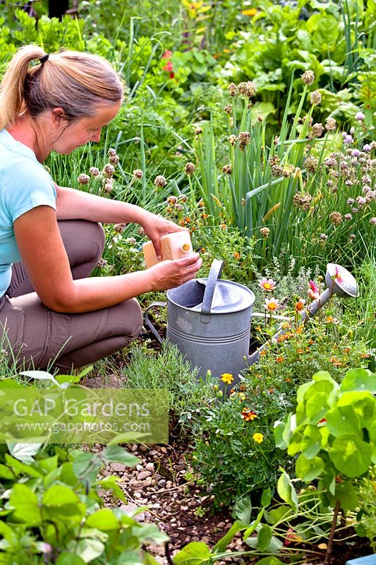 Woman adding home made comfrey liquid feed into a watering can.