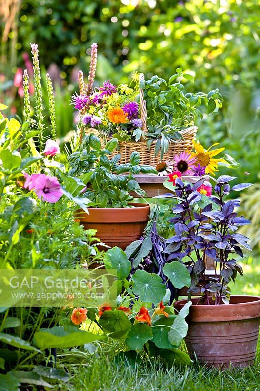 Display of herbs growing in pots and trug of harvested herbs - green and purple basil, marigolds, sage, chives, bee balm and nasturtium.